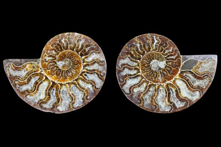 Agate Replaced Ammonite Fossil - Madagascar #166764